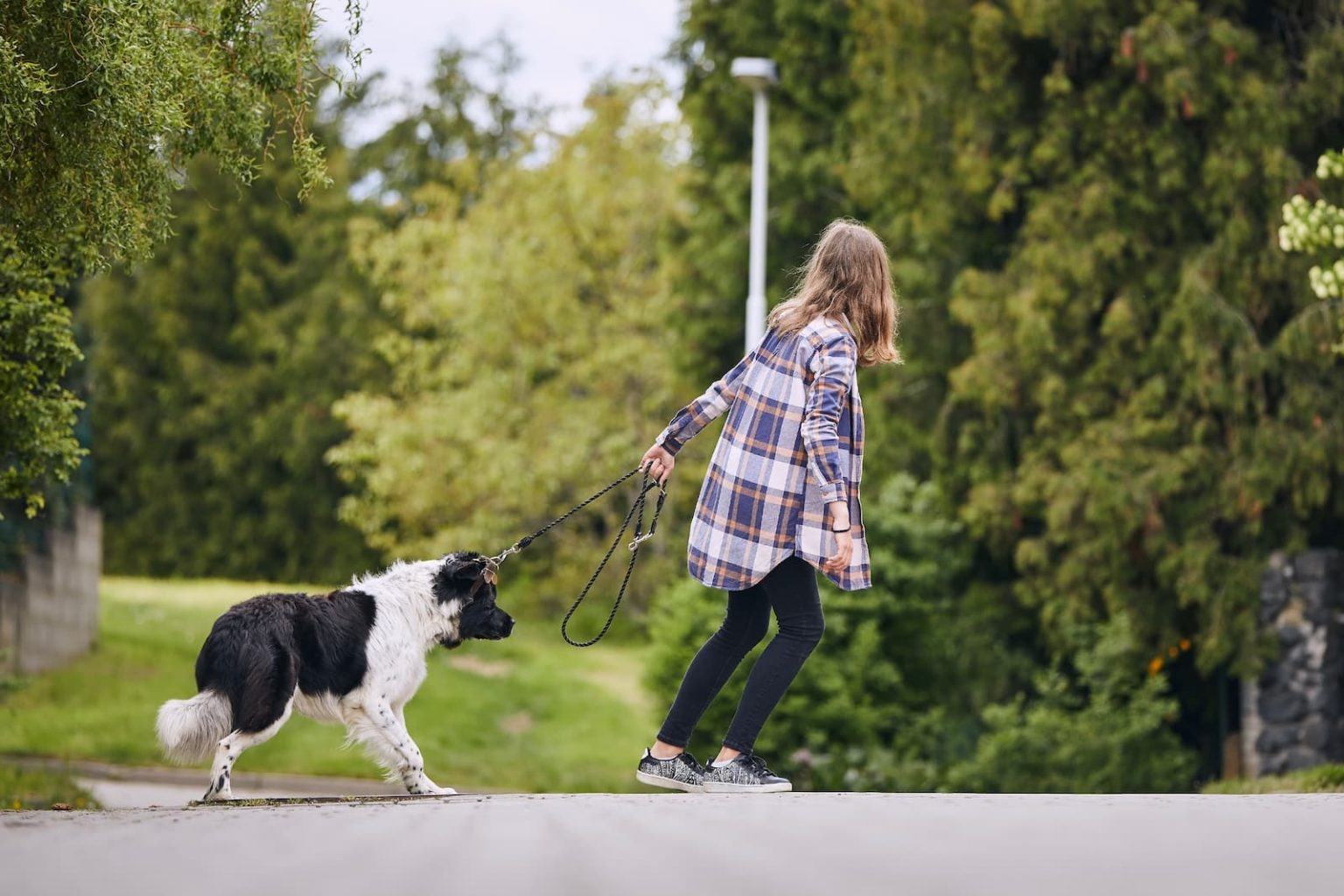 Hund Zieht An Der Leine 5 Tipps Gegen Ziehen An Der Leine