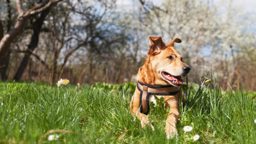 Sicherheitsgeschirr beim Hund auf der Wiese