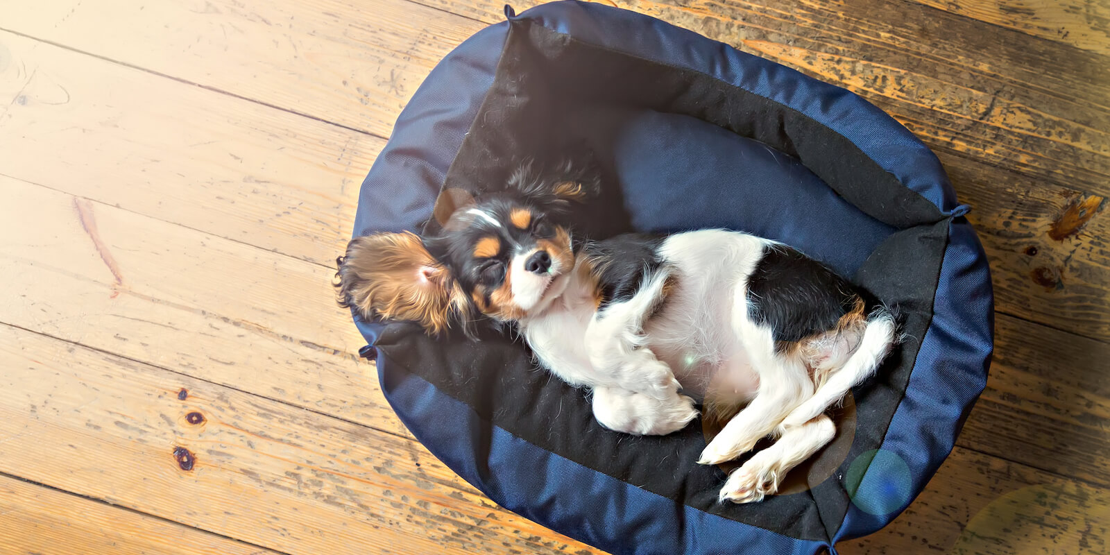 Welpe Erstausstattung: Das Hundebett als Grundstein