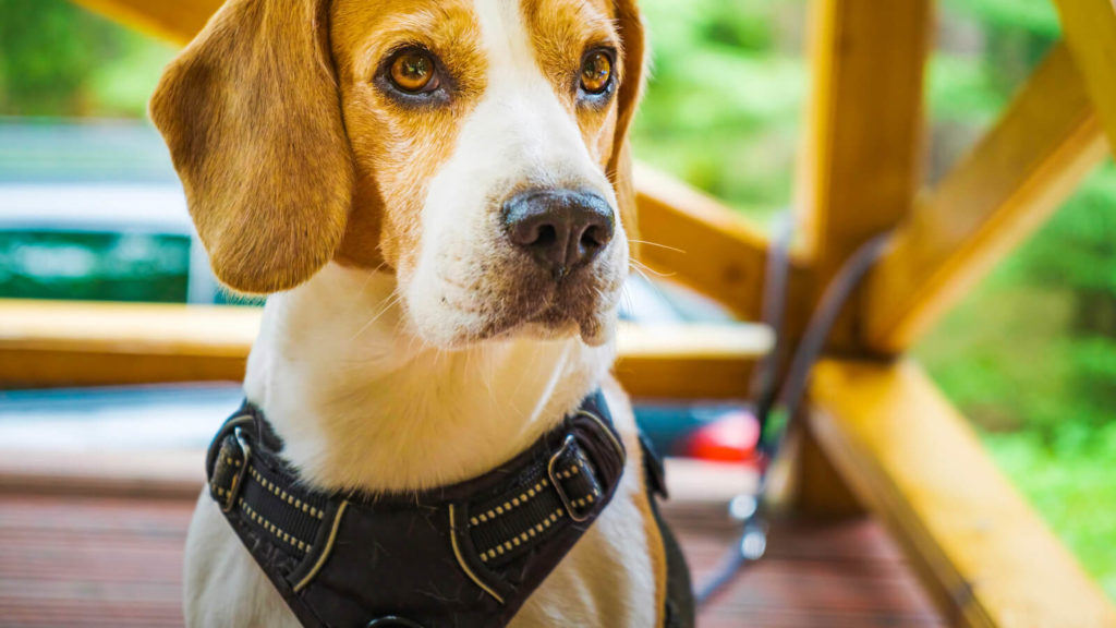 Y-Geschirr am Beagle angelegt