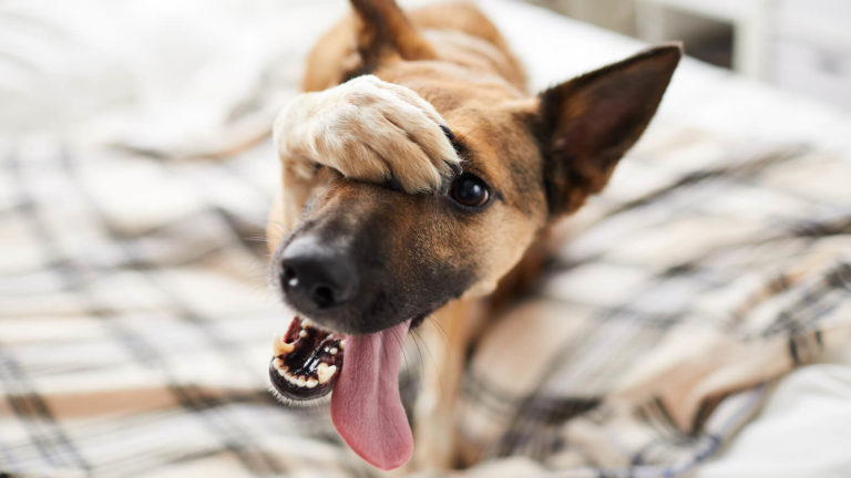 Panikgeschirr für Hunde im Test