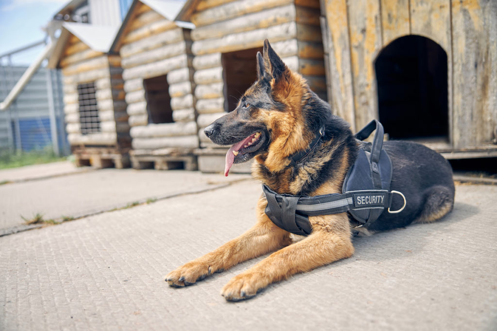 taktisches Geschirr an Schäferhund