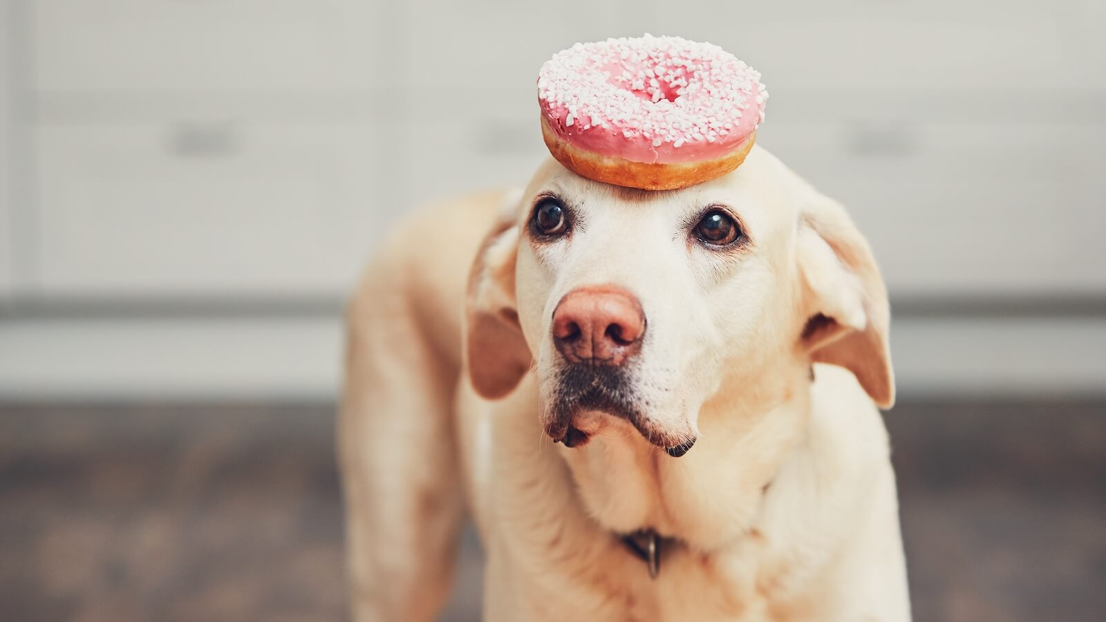 Hund nicht nach 17 Uhr füttern