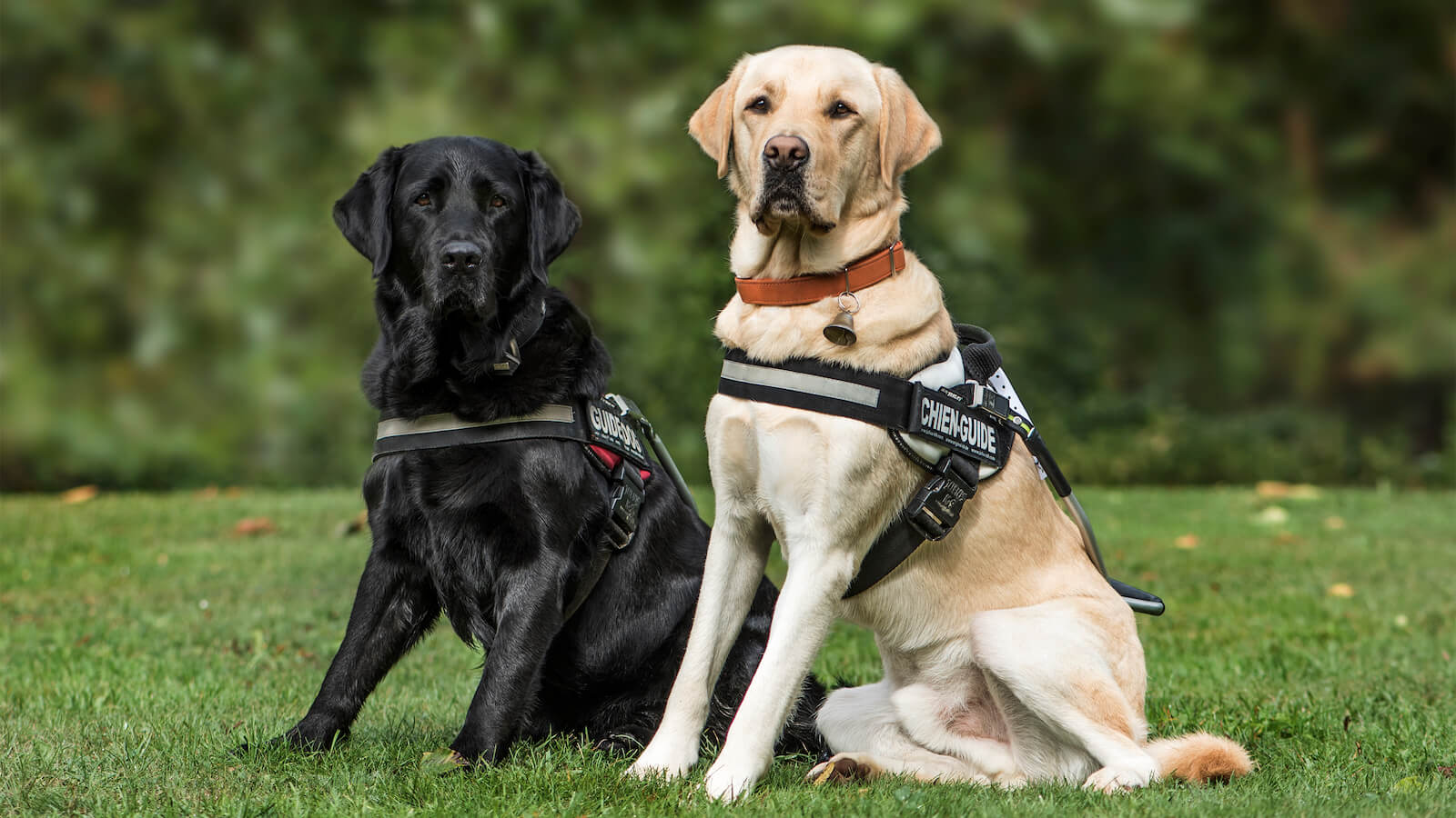 Norwegergeschirr für Hunde