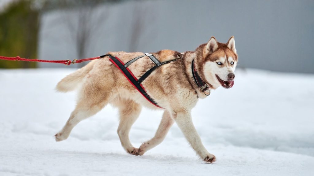 Zugeschirr im Test an einem Husky
