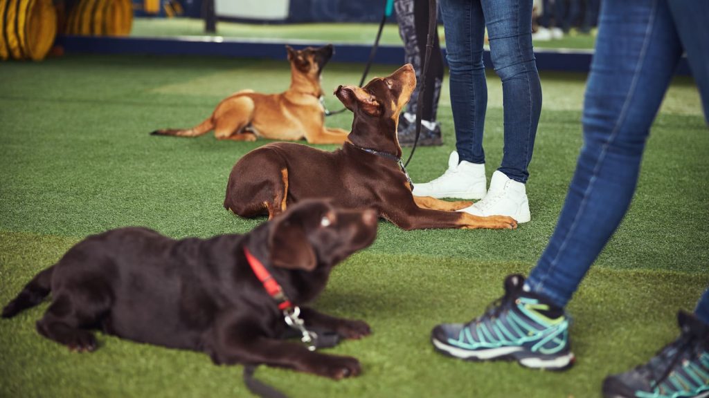 Hunde trainieren in einer Hundeschule