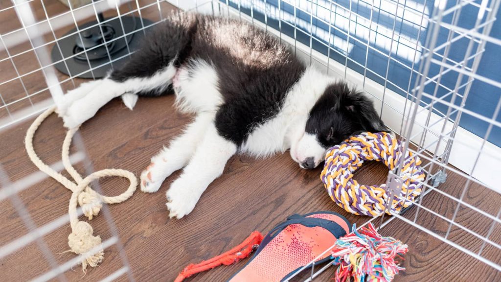 Welpe schläft im Hundekäfig