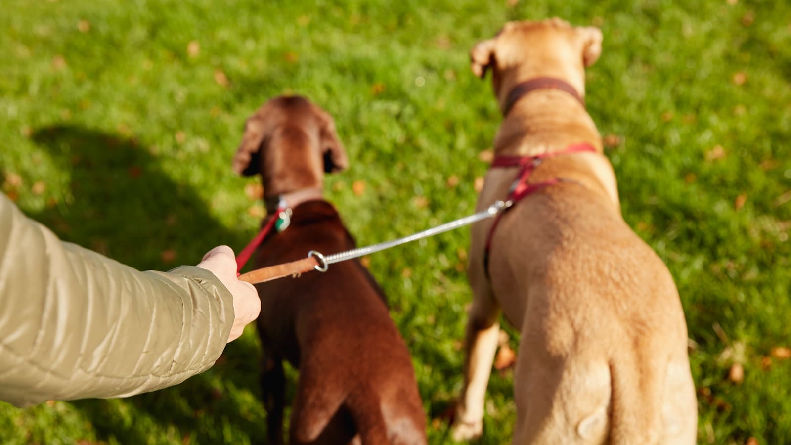 Zwei Hunde an der Leine: Halsband oder Geschirr verwenden?
