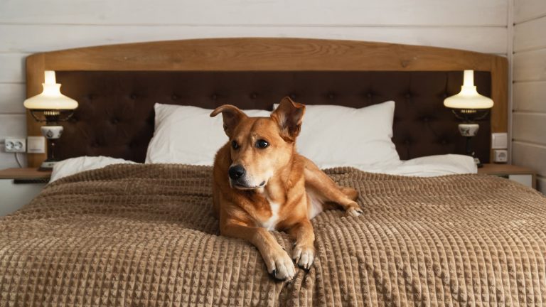 Ein Hund im Bett ohne sein Herrchen oder Frauchen