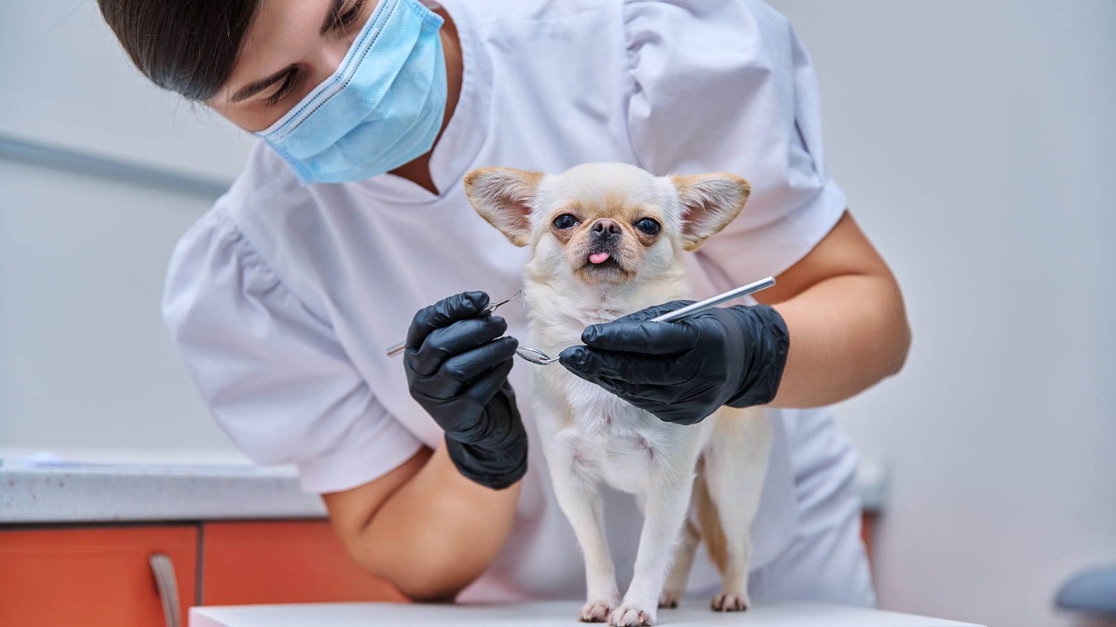 Die Ursachen von Mundgeruch bei Hunden – und was du dagegen tun kannst