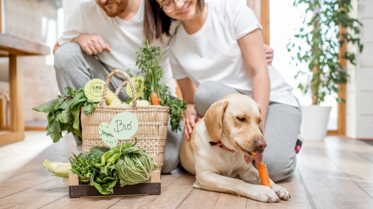 Hund vegan ernähren: Paar gibt Hund Gemüse zum Fressen