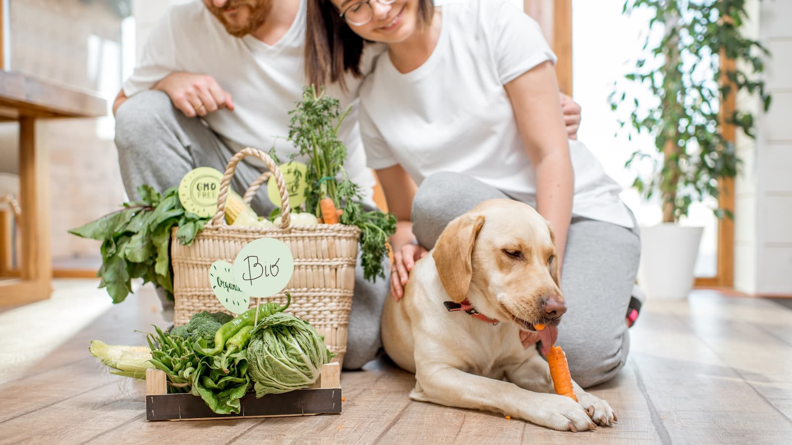 Hund vegan ernähren: Alles Wichtige zur veganen Hundeernährung