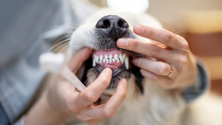 Einem Hund die Zähne putzen
