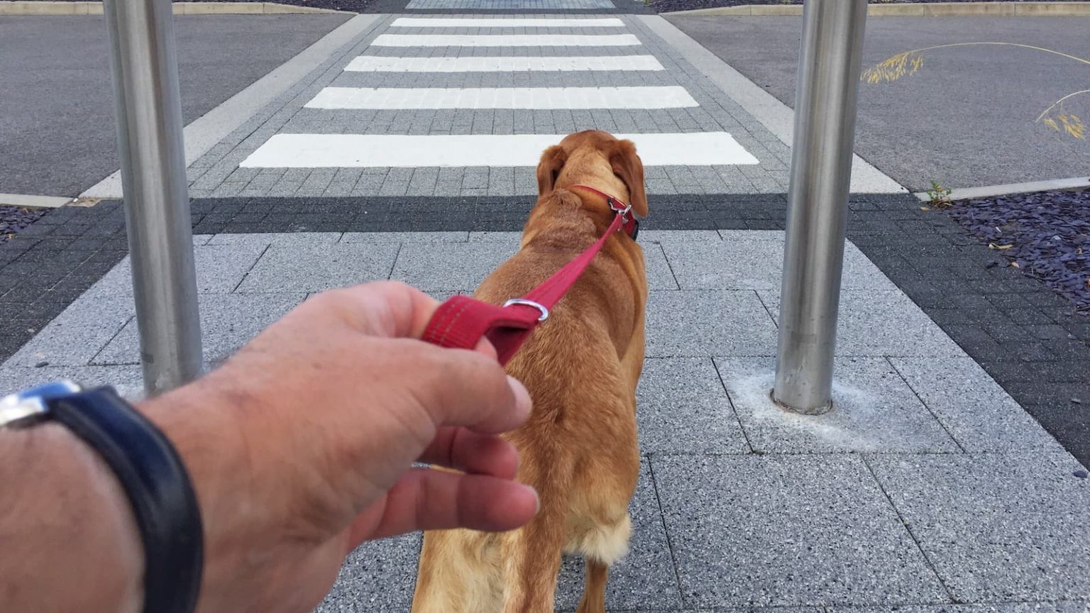Hund zieht an der Leine 5 Tipps gegen Ziehen an der Leine