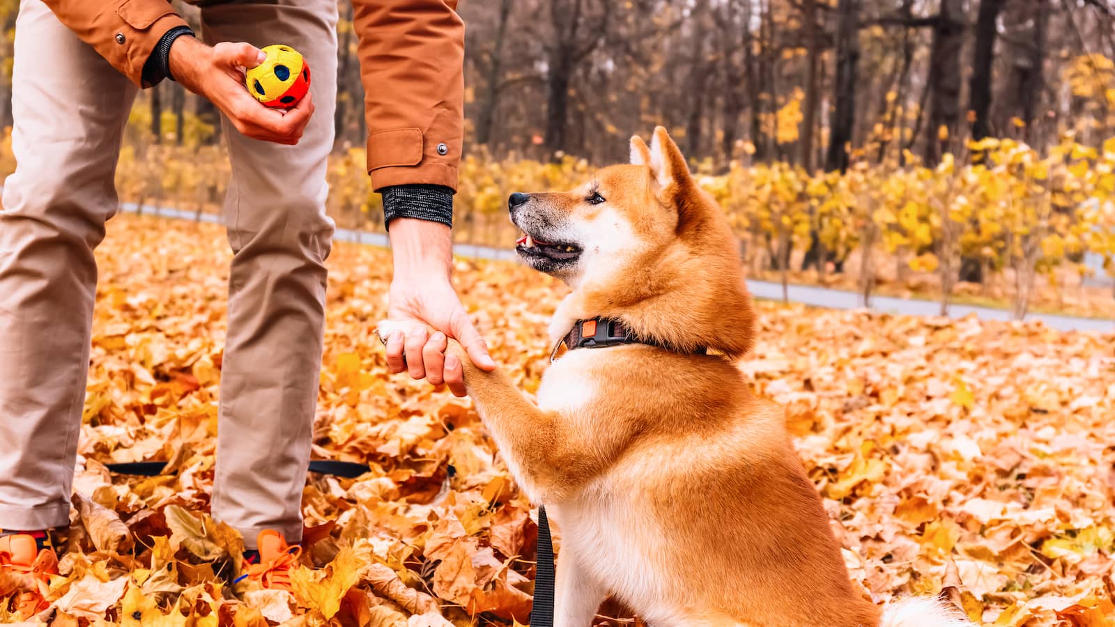 Shiba Inu lernt Hundekommandos