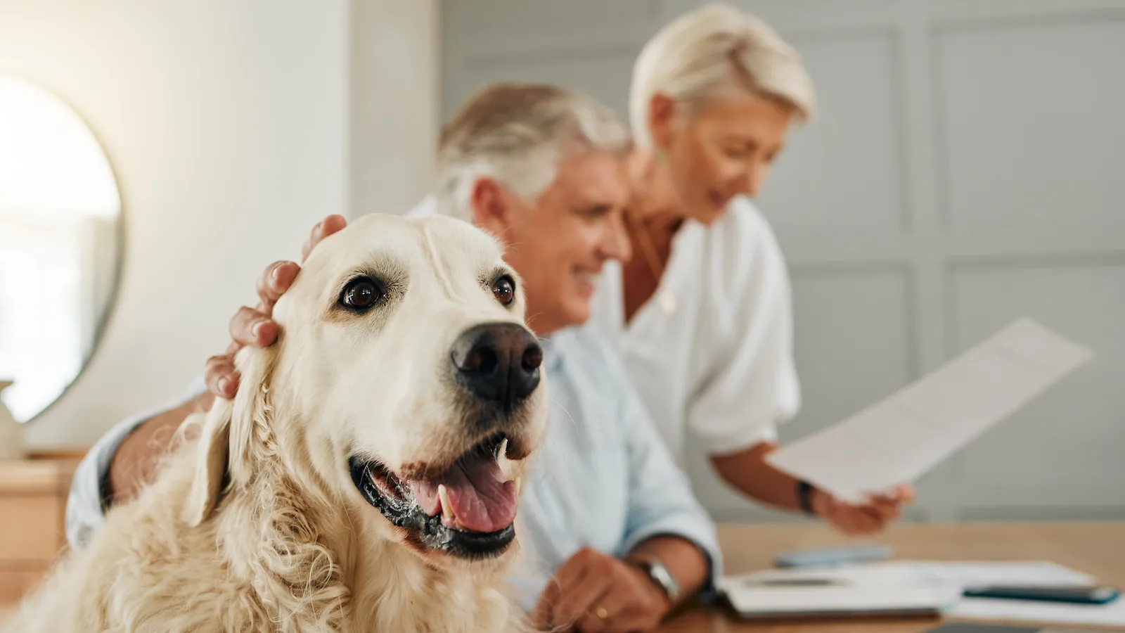 Hundehalter befassen sich mit Hundeversicherungen