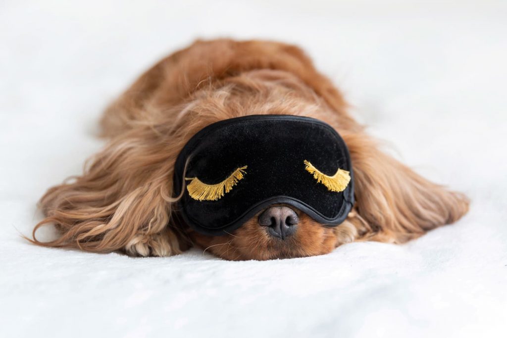 Schlafender Hund mit Augenmaske