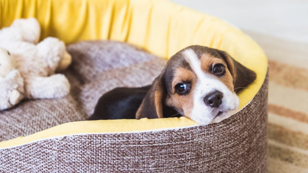 Welpe im Hundebett
