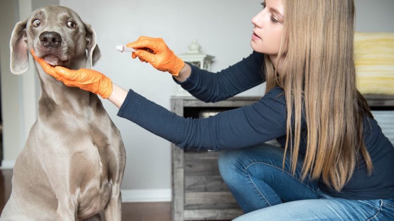 Zahnpflege beim Hund: Frau putzt ihrem Hund die Zähne