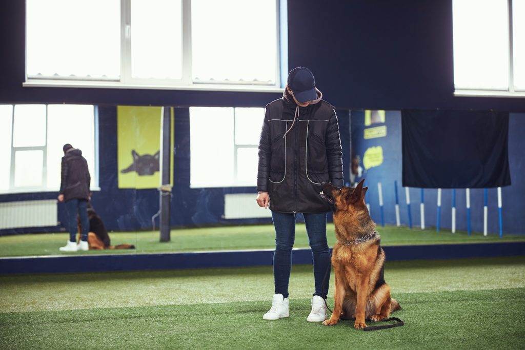 Deutscher Schäferhund beim Training