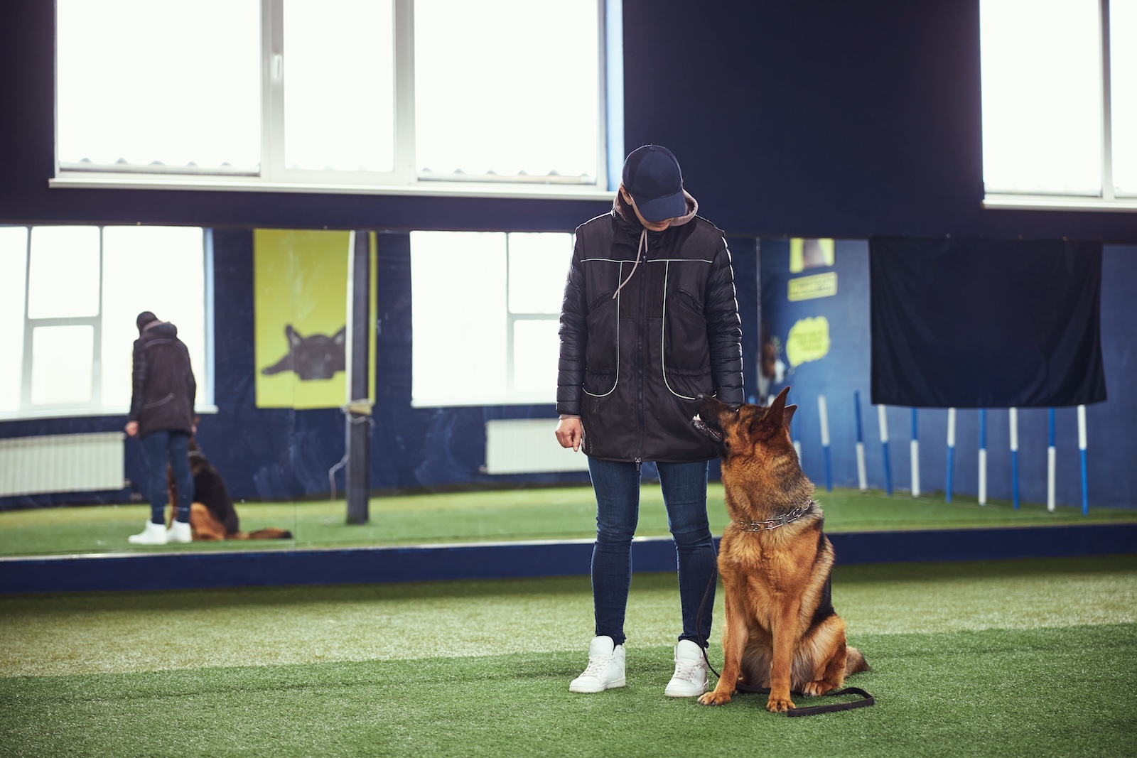 Deutscher Schäferhund beim Training