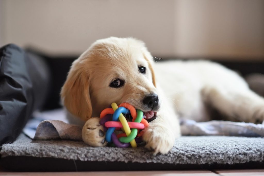 Golden Retriever Welpe mit einem Kauspielzeug