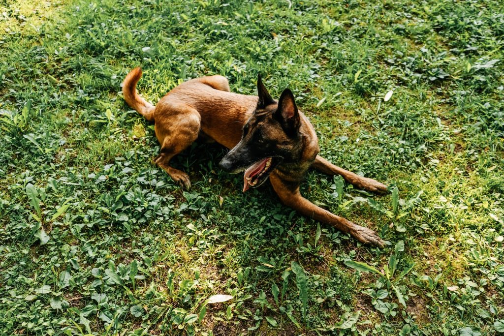 Belgischer Schäferhund macht Platz im Park