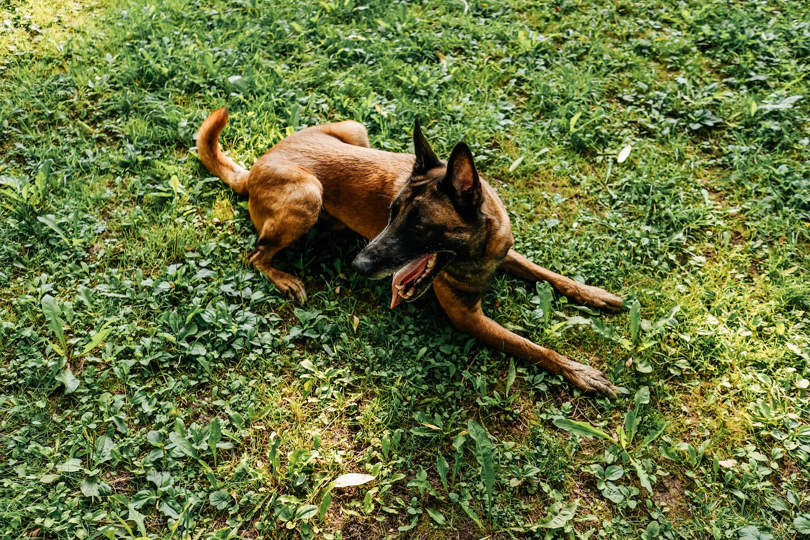 Hund Platz beibringen: Anleitung in fünf Schritten