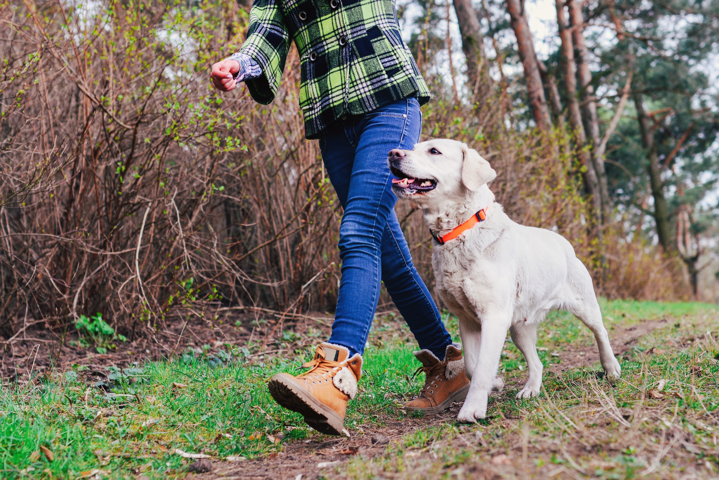 Hund bei Fuß beibringen: Anleitung in 4 Schritten