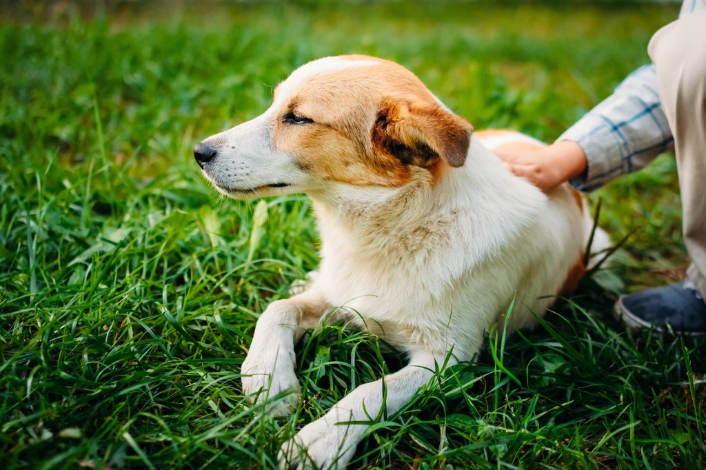 Hund macht Platz und wird dafür gestreichelt
