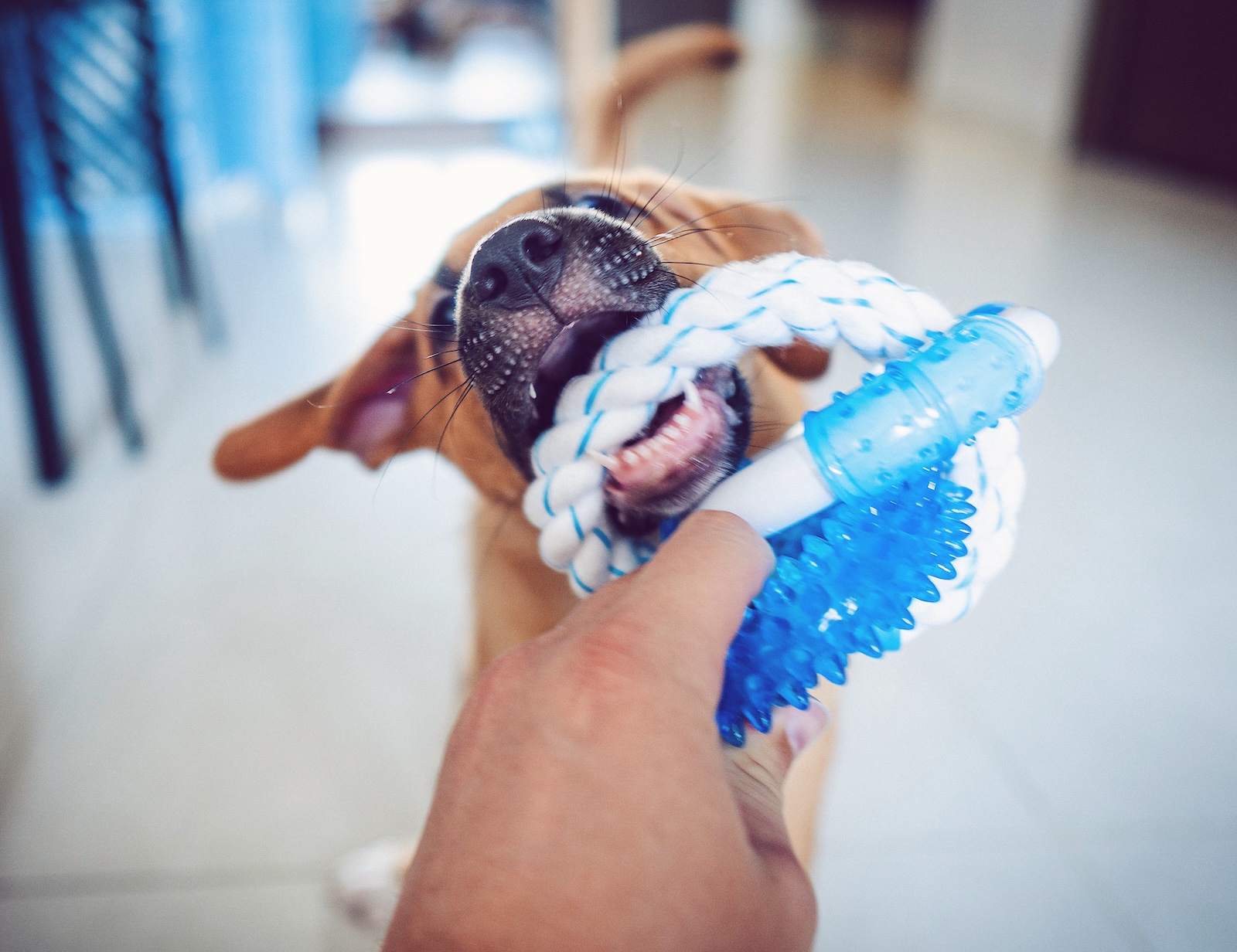 Hund Aus beibringen: In 4 Schritten zum sicheren Tausch