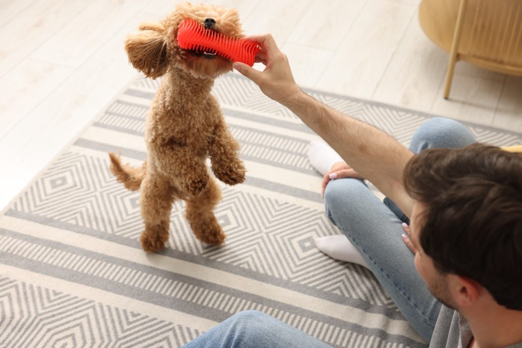 Mann spielt mit einem Zwergpoodle