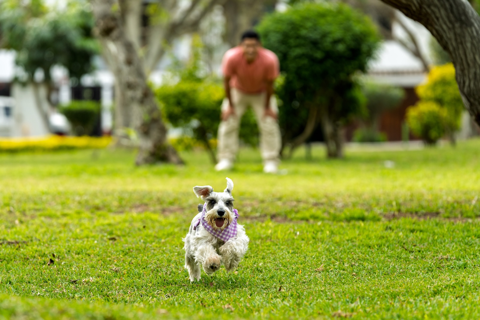 Rückruf trainieren: So kommt dein Hund auch aus der Ablenkung zurück