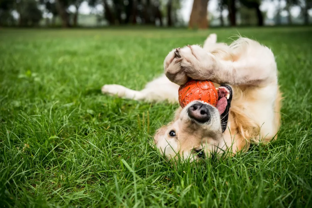 Golden Retriever spielt mit Ball