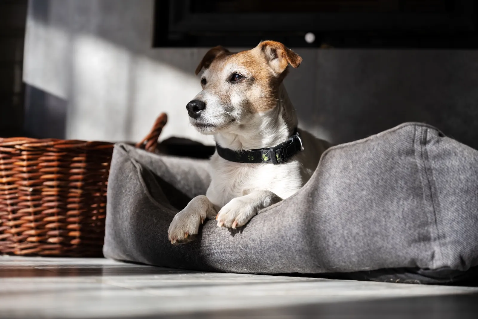 Hundebett: Welches passt zu deinem Hund?