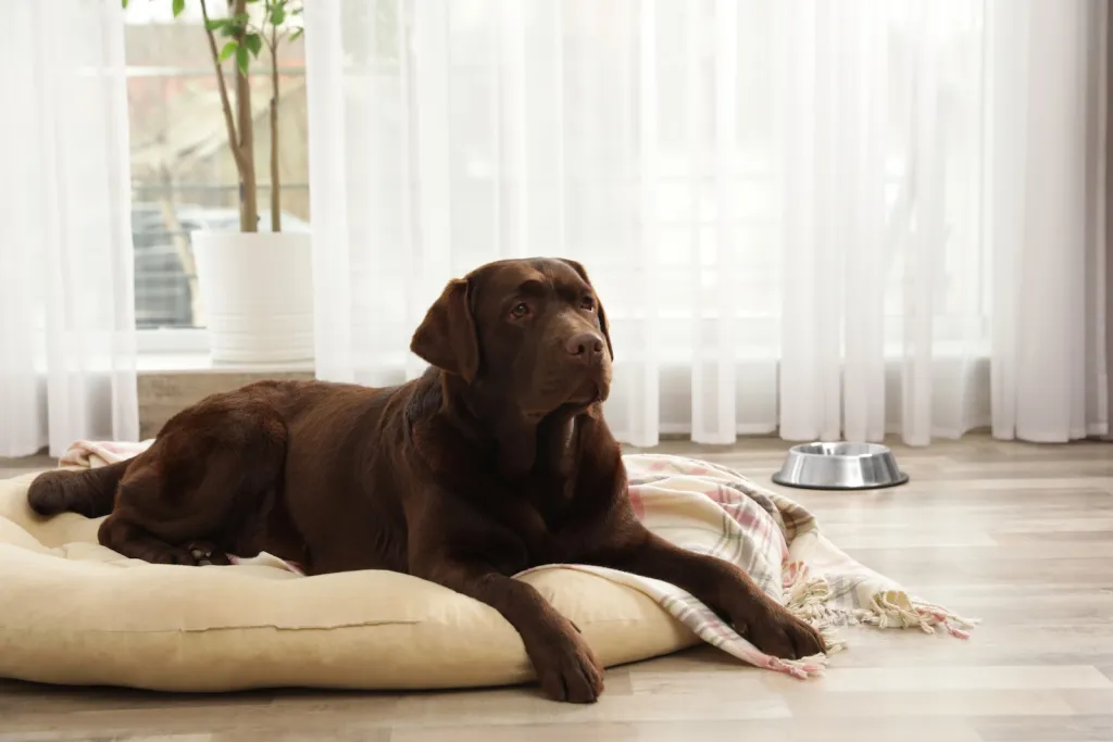 Labrador im XXL Hundebett