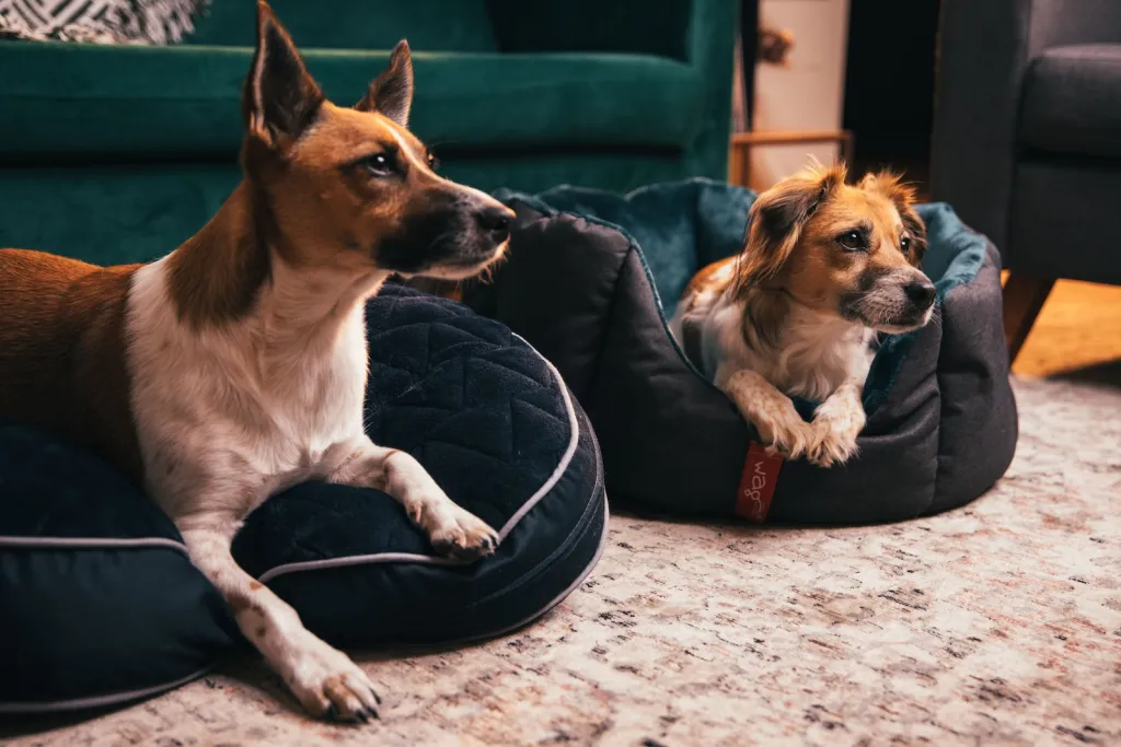 Zwei Hunde liegen in orthopädischen Hundebetten