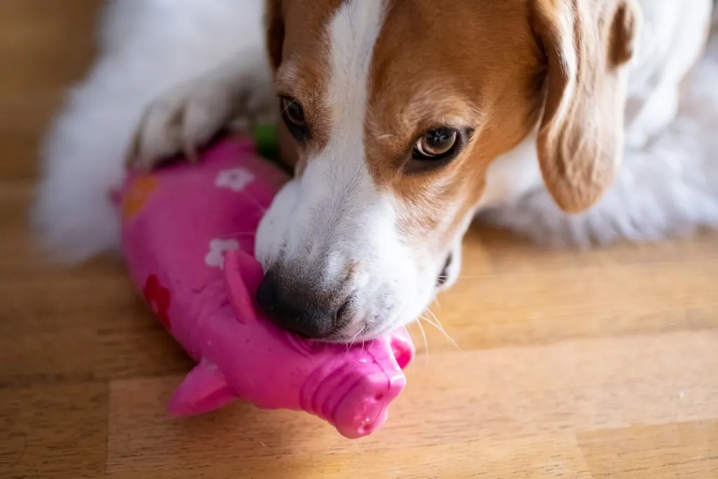 Beagle mit Quietschspielzeug aus Gummi