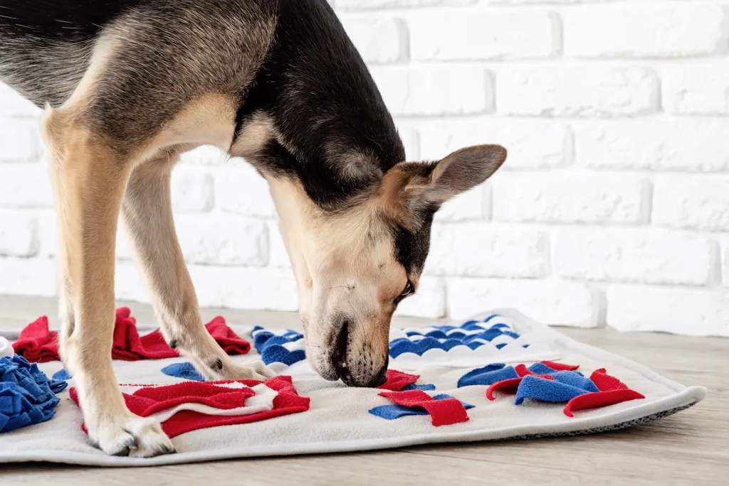 Hund am Schnüffelteppich