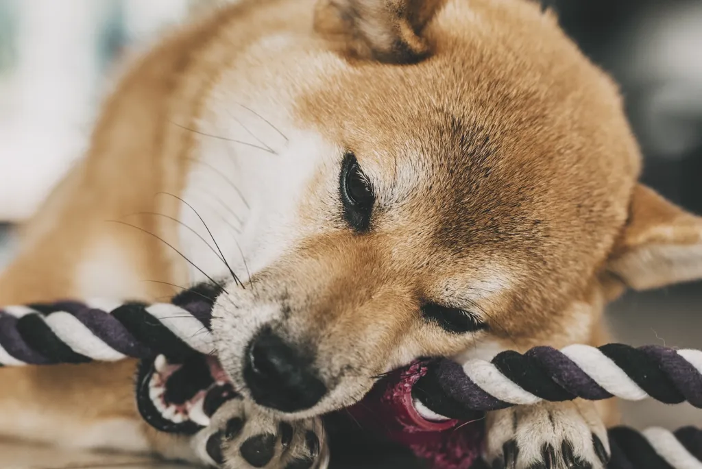 Shiba Inu mit Seilspielzeug