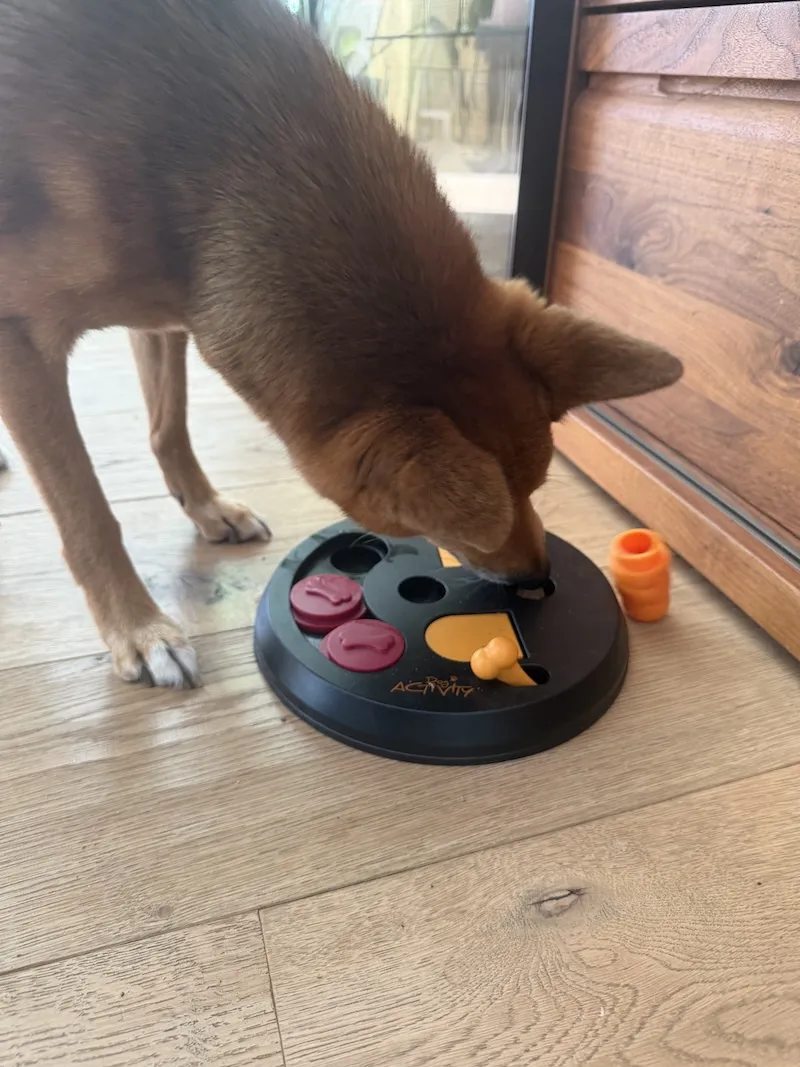 Shiba Inu schnüffelt an einer Mulde des Trixie Flip Board, daneben steht ein orangefarbener Kegel