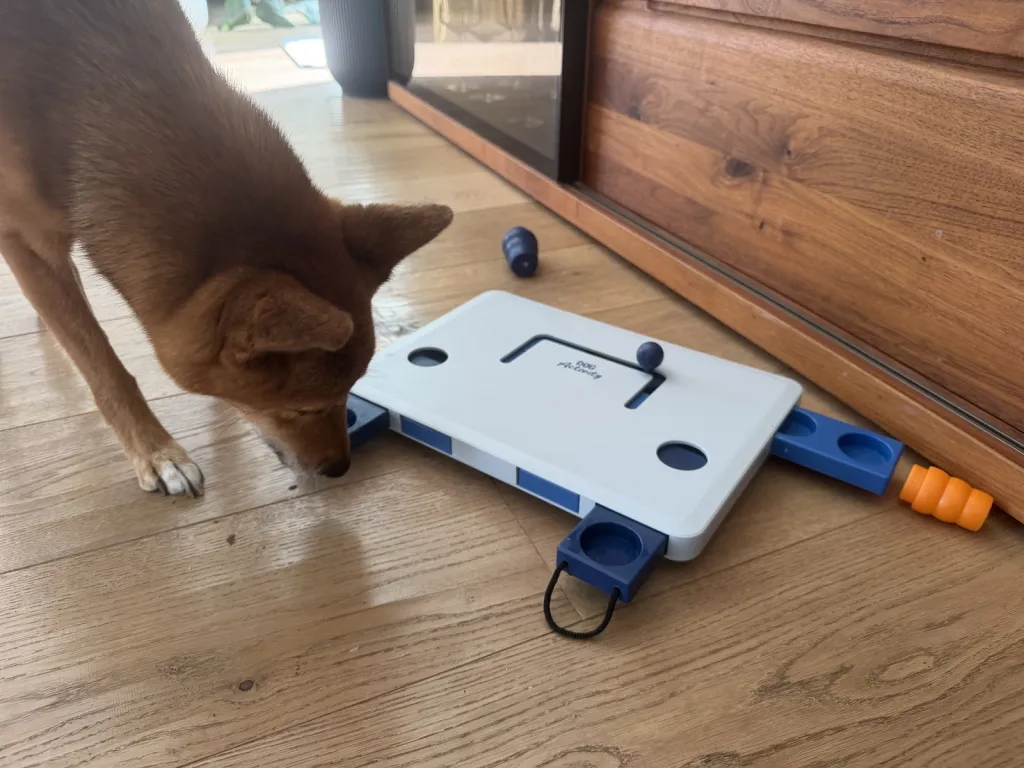 Shiba Inu Hündin am Intelligenzspielzeug