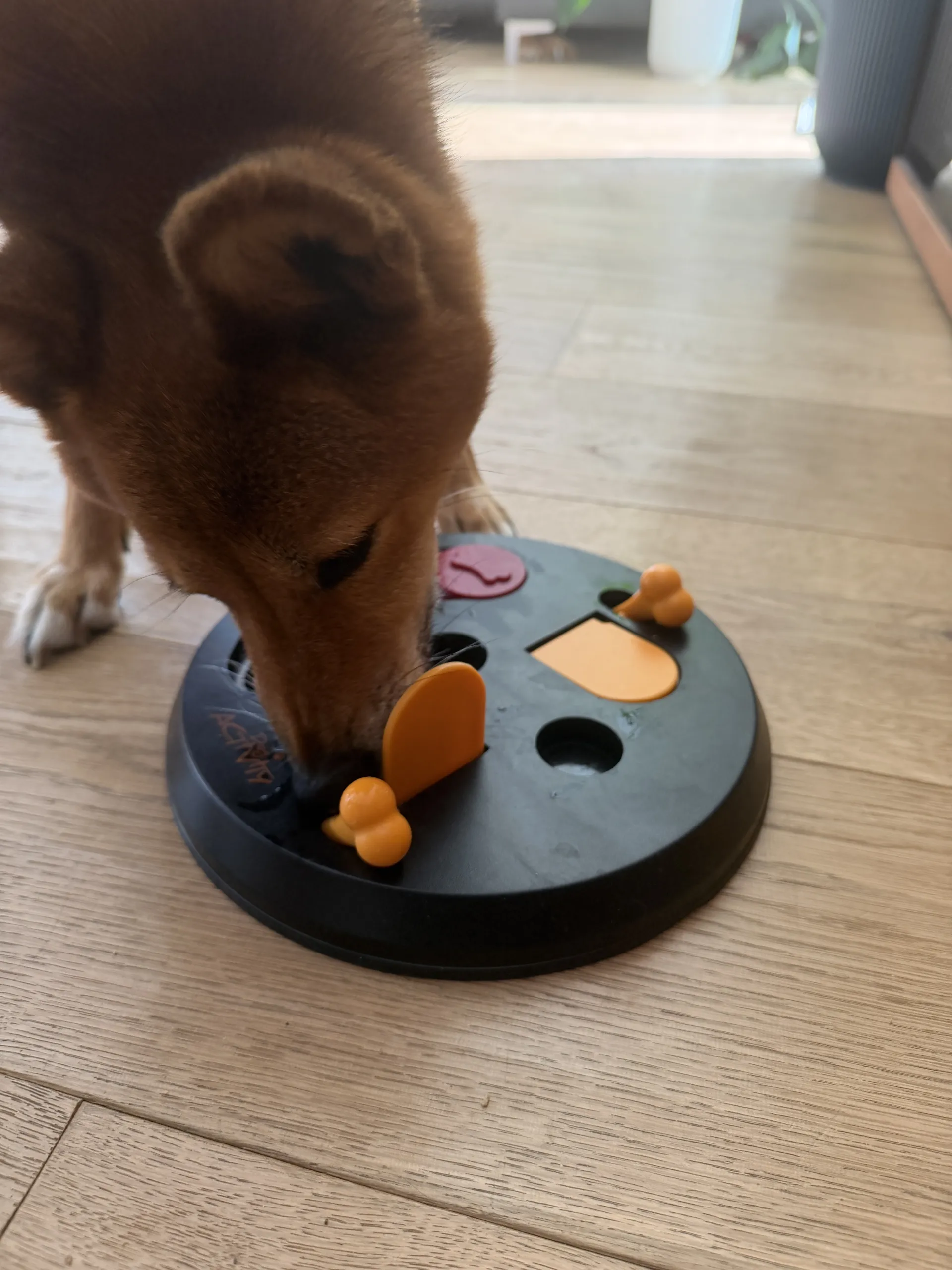 Shiba Inu schiebt mit der Pfote einen roten Deckel am Trixie Flip Board zur Seite