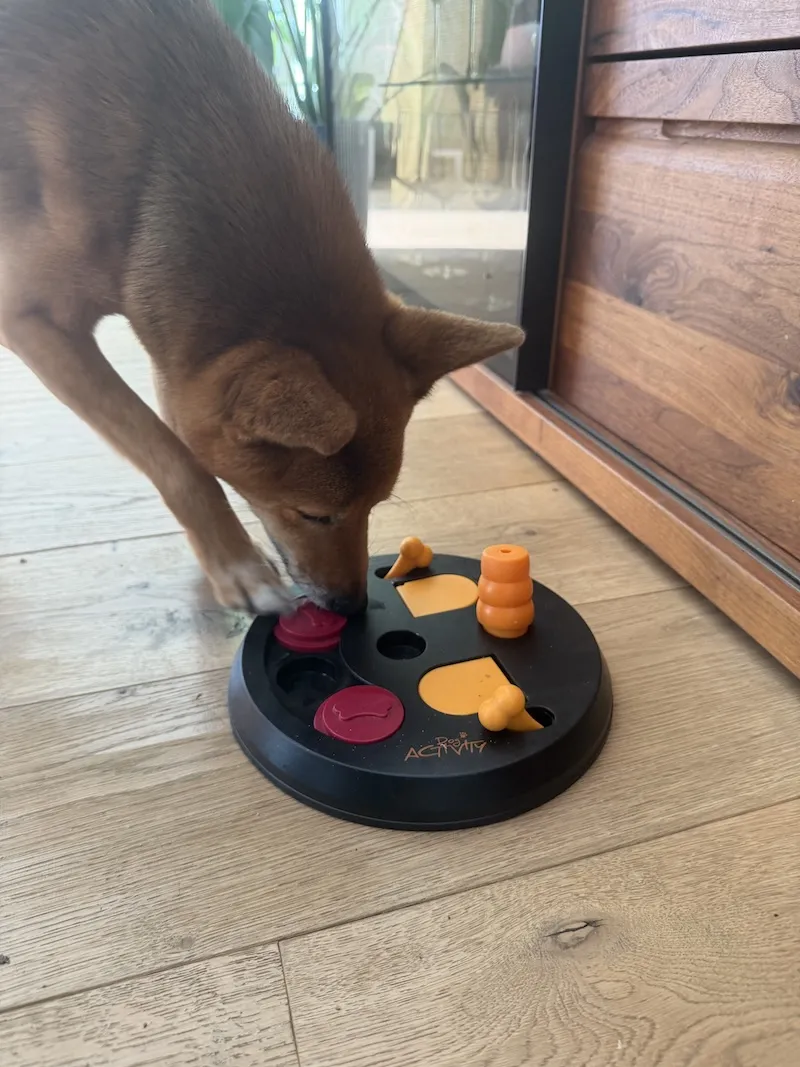 Shiba Inu am Trixie Flip Board mit gelben Klappdeckeln, roten Schiebedeckeln und orangefarbenem Kegel